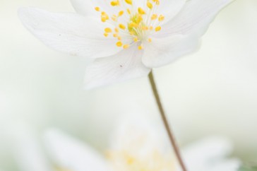 Door het gebruik van een diffusiescherm wordt het contrast tussen de witte bloem en de donkere achtergrond verminderd