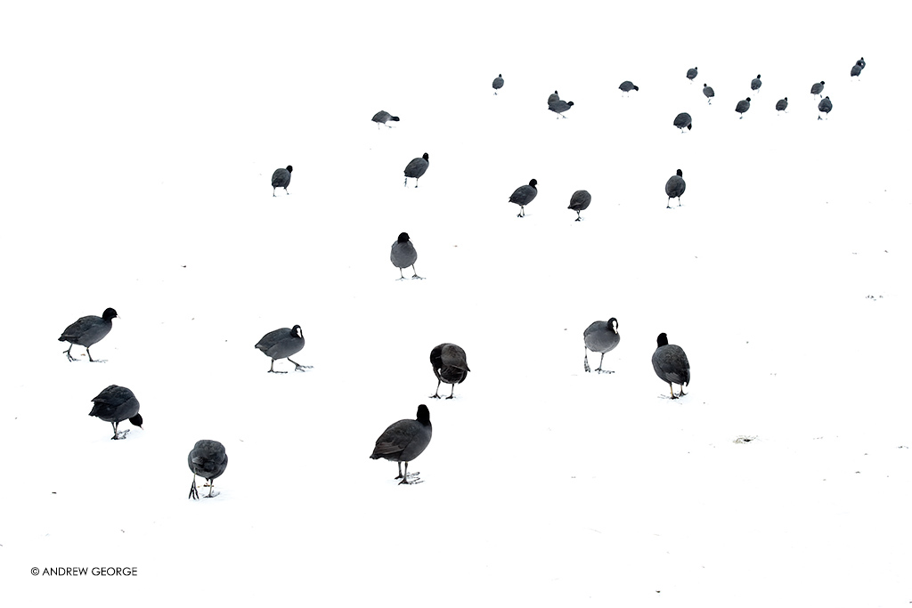 March of the Coots