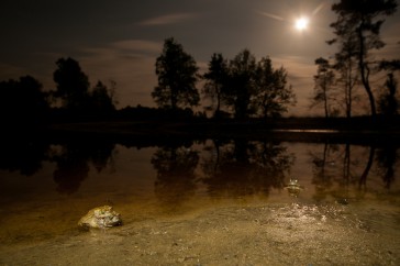 Sfeerbeeld van de voortplantingsplaats bij maanlicht. De voorgrond is belicht met een zwakke zaklamp.