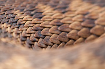 Adder (Vipera berus) abstract detail of body showing scales