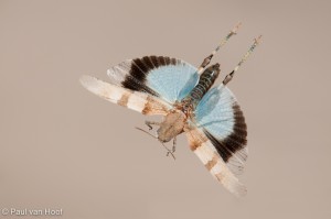 Blauwvleugelsprinkhaan; Blue-winged grasshopper, Oedipoda caerul