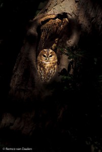 Bosuil Tawny Owl Strix aluco-rvdaalenfotografie3