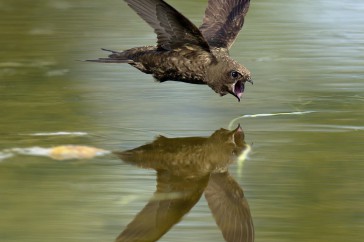 Een in volle vlucht drinkende gierzwaluw fotograferen is de ultieme uitdaging. Ran Schols deed het!