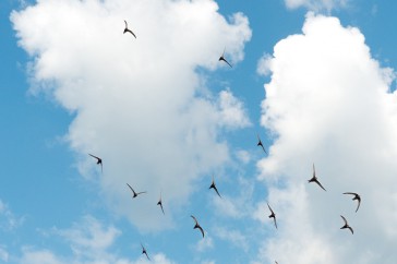 Typisch zomers plaatje van een mooie wolkenlucht met gierende vogels. Zo'n foto is vrij eenvoudig te maken. De focus mag op automatisch en de belichting iets in de plus.