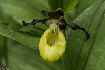 Detail opname van het 'schoentje', de onderlip van de orchidee.