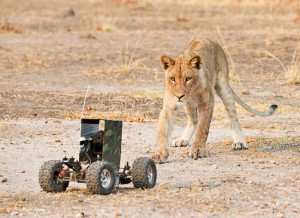 Camerawagen + leeuwin