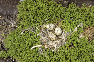 Dit lijkt een idyllisch nest te zijn ergens op een afgelegen strandje. Niets is minder waar. Dit nest bevond zich op een dak op een industriegebied te Deventer, diep in het binnenland dus.
