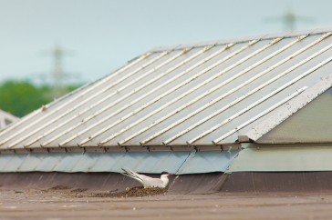 En nog een nest op een dak van een grote industriehal in het binnenland. Op deze manier vergroten de visdieven hun kans op succesvolle broedsels.