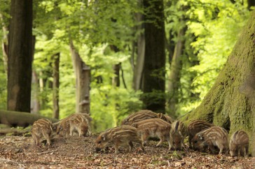 Grote groep jonge biggen van het Wild zwijn scharrelen op de bosbodem van een fris lentegroen beukenbos.