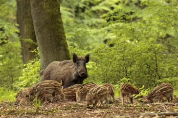 Wild zwijn zeug met een groep jonge biggen scharrelen op de bosbodem aan de bosrand van een fris lentegroen beukenbos.