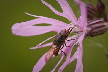 Een snuitvlieg bezoekt de bloem.