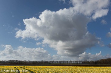 Een wolkenstraat van stapelwolken boven het gele tulpenveld.