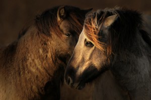 Konik Horse (Equus caballus)