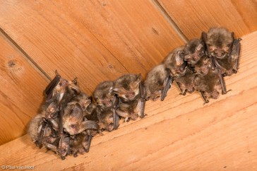 In de kolonie, hier op een kerkzolder, zitten de vleermuizen graag dicht tegen elkaar aan. Lekker warm.