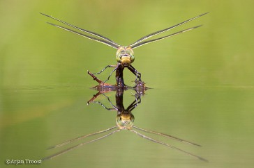 Frontaal aanzicht vrouwtje grote keizerlibel tijdens het afzetten van de eitjes.