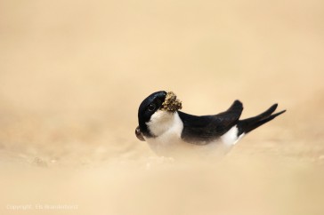 Huiszwaluw verzamelt modder op een strandje voor de nestbouw.