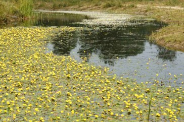 Watergentiaan kleurt het landschap, op de achtergrond met waterranonkel.