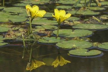 Spiegeling van watergentiaan bloemen in het water.