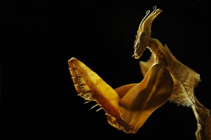 Devil's Flower Mantis (Idolomantis Diabolica)