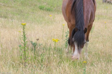 Grazende paarden mijden het giftige jakobskruiskruid.
