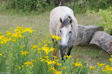 Een paard in een grasland vol jakobskruiskruid.