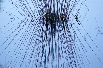 Abstract beeld van spiegelende grassprieten in water.