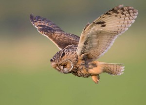 Ransuil; Long-eared Owl; Asio otus