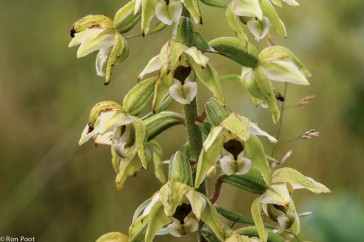 De kenmerkende bloemvorm van orchideeën is bij deze soort goed herkenbaar.