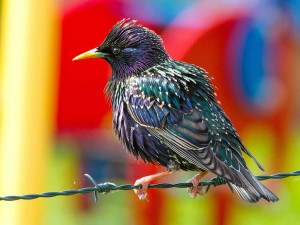 De spreeuw is een verrassend kleurrijke vogel.