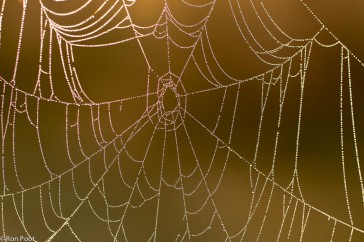 Tegenlicht opname van een spinnenweb met ochtenddauw.