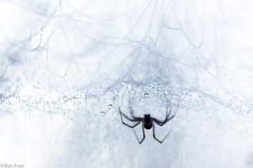 Een hangmatweb. Deze spin hangt onder aan zijn web en wacht rustig tot zijn prooi op het matje valt.