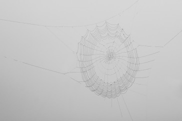 Wielweb met dauwdruppels in  dichte mist. Door de mistige achtergrond toont het web donker in plaats van licht.