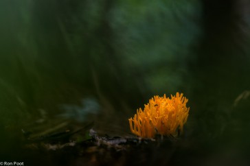 Opvallend oranje in een donker bos.