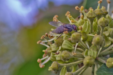 Een gewone vlieg, waarvan ik de naam ook niet weet, doet zich ook aan de nectar tegoed.