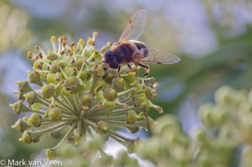 Klimopbloemen met een Kegelbijvlieg, hier in tegenlicht gefotografeerd.