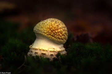 Een jonge paddenstoel die net uit het ei komt.