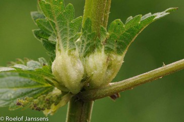 De gal van de brandnetelgalmug (Dasineura urticae) ontwikkelt zich in de bladaderen, de bladstelen, de bloemstelen of de stengel van de grote en kleine brandnetel.