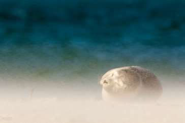 Een zeehond in stuivend zand.