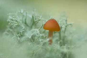 Rendiermos is mooi in combinatie met paddenstoelen te fotograferen, zoals deze fopzwam.