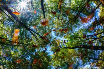 Herfstwind zorgt voor vallend blad, rechtomhoog gefotografeerd met fisheye lens.