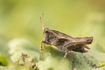 Gewoon doorntje mannetje; Male common groundhopper