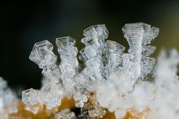 Rijp vormt ijskristallen op een struik in de tuin. Met macrolens en tussenringen.