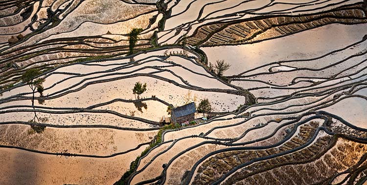 Rijstterassen in de herfst in China