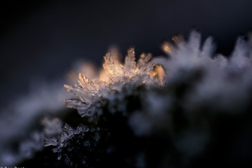IJskristallen op een heidetakje vangen het eerste ochtendlicht op een koude wintermorgen.