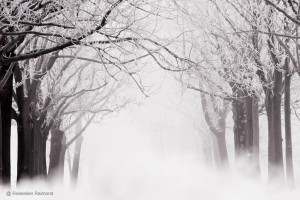 Berijpte bomen in de mist