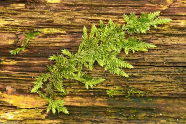 Ook zonder kapsels is mos mooi. Een jong mos-takje op dood hout laat de prachtige groeivorm zien.