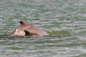 Een volwassen Chinese witte dolfijn of Chinese sousa (Sousa chinensis) zwemmend zij aan zij met haar kalfje in de Golf van Oman.
