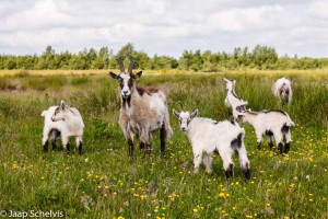 Nederlandse Landgeit; Dutch Landrace goat; Capra hircus