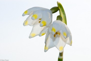 Een detailfoto van een zeldzame dubbele bloem van lenteklokje. Ingeflitst.