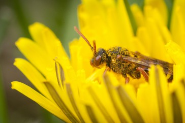Bloemen bezoeken wespbijen alleen om zelf voedsel te zoeken.